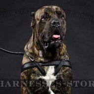 Cane Corso Harness for Tracking UK Padded