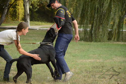 Cane Corso and Handler