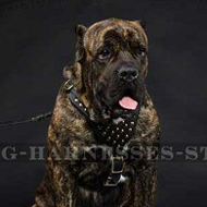 Cane Corso Designer Leather Harness with Studs