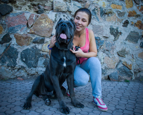 Cane Corso with
Girl