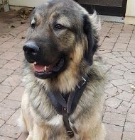 Caucasian Shepherd Attack Training Leather Harness