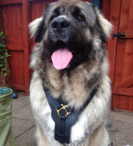 Caucasian Shepherd Harness of Strong Leather with Padded Chest