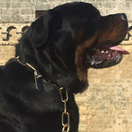 Bestseller! Chain Collar for Rottweiler Obedience Training