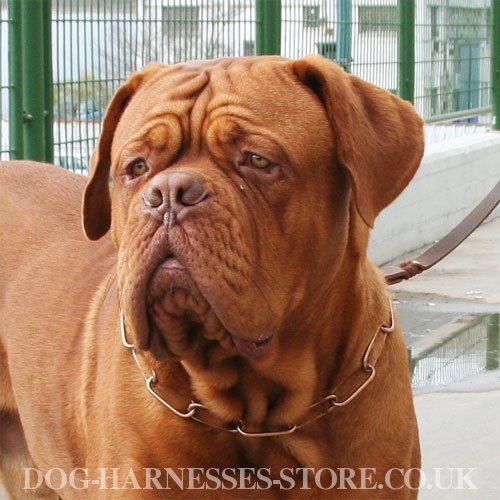 Chain Dog Collars UK