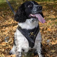 Bestseller! Cocker Spaniel Harness Leather with Chest Plate