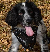 Cocker Spaniel Harness with Barbed Wire Drawing on Leather