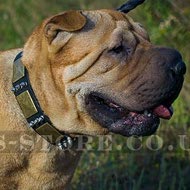 Collar for Shar-Pei Dog of Leather with Spikes and Large Plates