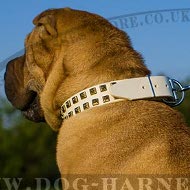 Collar for Shar-Pei Dog of White Leather with Square Brass Studs Collar for Shar-Pei Dog of White Leather with Square Brass Studs