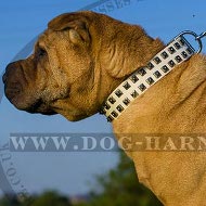 Collar for Shar-Pei Dog of White Leather and Square Nickel Studs Collar for Shar-Pei Dog of White Leather and Square Nickel Studs