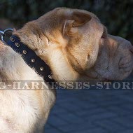Collar for Shar-Pei of Narrow Leather with Row of Spikes