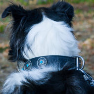 Dog Collar Sizes