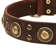 Cool Modern Dog Collar UK with Gold-Like Brass Circles and Studs