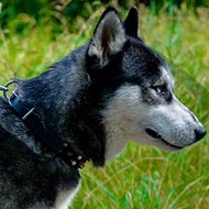 Cute Husky Dog Collar of Leather with Cones and Studs for Walks