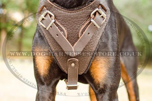 Cyber Monday Dog Harness