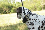 Ancient Style Decorated Leather Dog Collar for Dalmatian