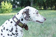 Gorgeous Dalmatian Collar with Brass Plates for Perfect Look