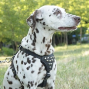 ▴ Dalmatian Harness with Silver Cones▴