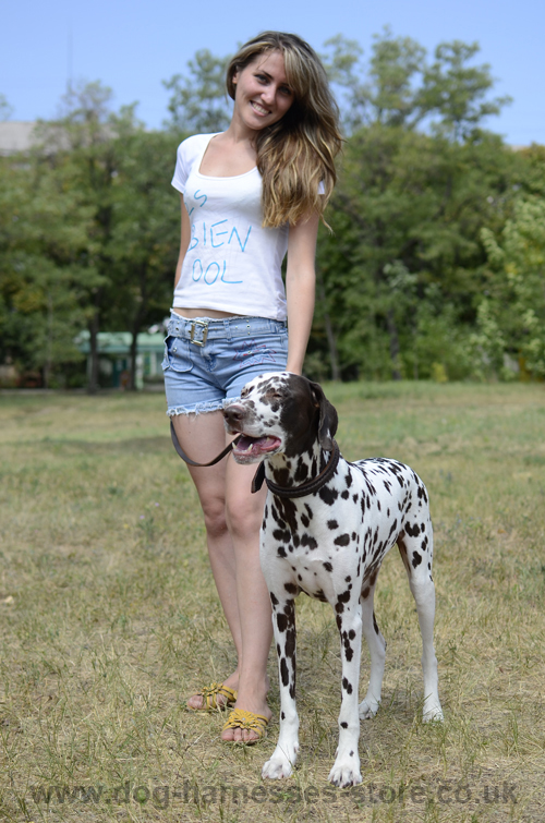 Dalmatian and Owner