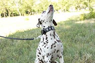 Ideal Dalmatian Leash with Scissor Type Quick-Detach Snap Hook