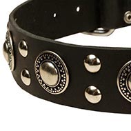 Decorated Dog Collar Leather with Silver-Like Circles and Studs