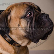 Bullmastiff Leather Collar with Brass Plates