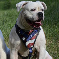 American Bulldog Dog Harness "American Flag"
