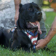Cane Corso Hand Painted Leather Harness "American Pride"