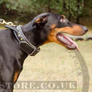 Doberman Collar with Handle of 2-ply Leather for Agitation