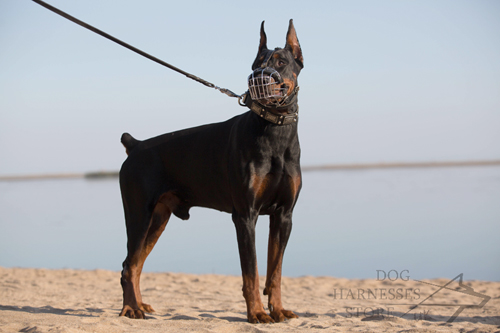 Doberman Muzzle of Wire