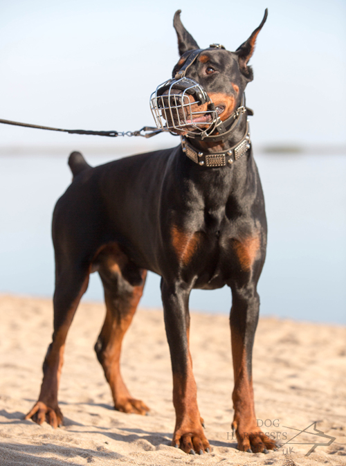 Doberman is
Going to Swim