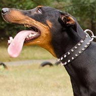 Doberman Spiked Collar of Selected Leather for Walking