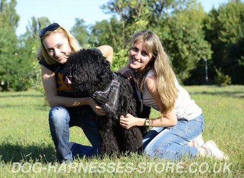 Dog
Behavior Training with Harness