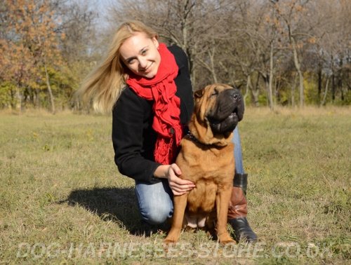 Dog Behavior Training UK