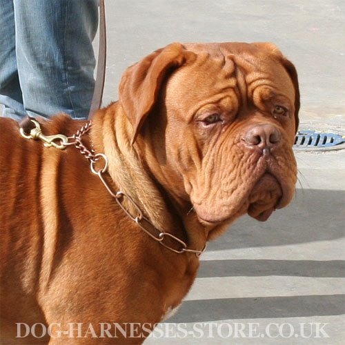 Dog Chain Collar UK