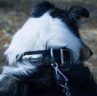 Collie Dog Collar for Identification, Control & the Best Comfort