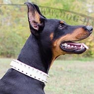 Dog Collar for Doberman of White Leather with Two Rows of Spikes Dog Collar for Doberman of White Leather with Two Rows of Spikes