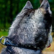 Dog Collar for Husky of Narrow Leather with One Row of Spikes
