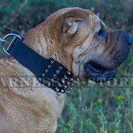 Dog Collar for Shar-Pei of Extra Wide Leather, Spikes and Cones
