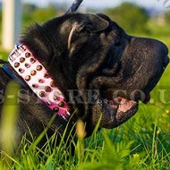 Dog Collar for Shar-Pei Girl, Pink Leather with Spikes and Cones Dog Collar for Shar-Pei Girl, Pink Leather with Spikes and Cones