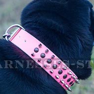 Dog Collar for Shar-Pei of Pink Leather with Spikes and Studs Dog Collar for Shar-Pei of Pink Leather with Spikes and Studs