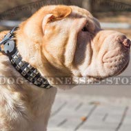 Dog Collar for Shar-Pei of Genuine Leather with Pyramid Studs