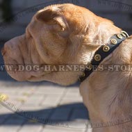 Dog Collar for Shar-Pei Walks of Narrow Leather with Brass Studs