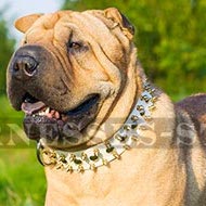 Dog Collar for Shar-Pei of White Leather with Spikes and Studs Dog Collar for Shar-Pei of White Leather with Spikes and Studs