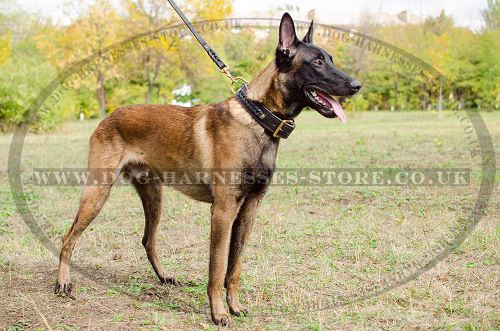 Belgian Malinois Dog Collars