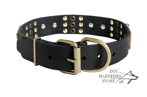 Gorgeous Dog Collar