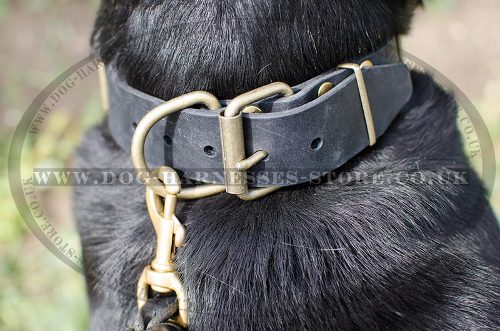 Buckle Dog Collar