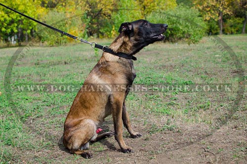 Dog Choker Collar