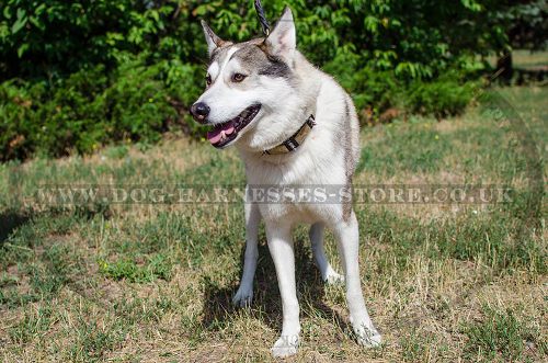 Dog Walking Collar