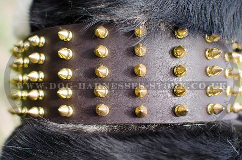 Spiked Dog Collar