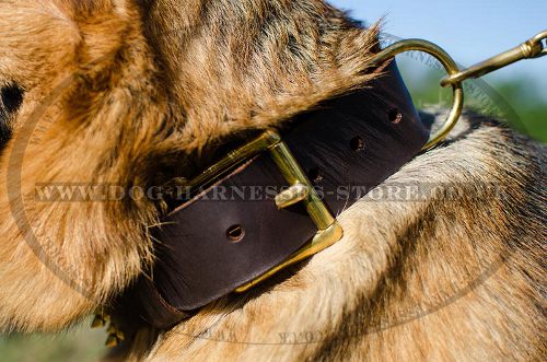 Extra Wide Leather Dog Collar